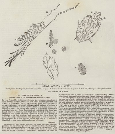 The Tingewick Fossils by English School